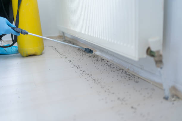 Best Flea Control Services  in Turners Falls, MA
